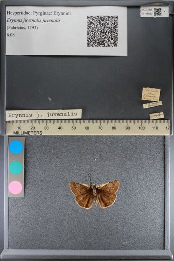 Media type: image;   Entomology 198680